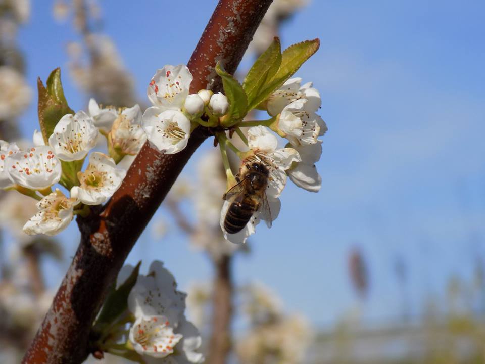 Más de 300 personas han participado este domingo 10 de marzo en una ruta senderista entre los frutales florecidos de las Vegas del Guadiana, que en estas fechas muestran su máximo esplendor