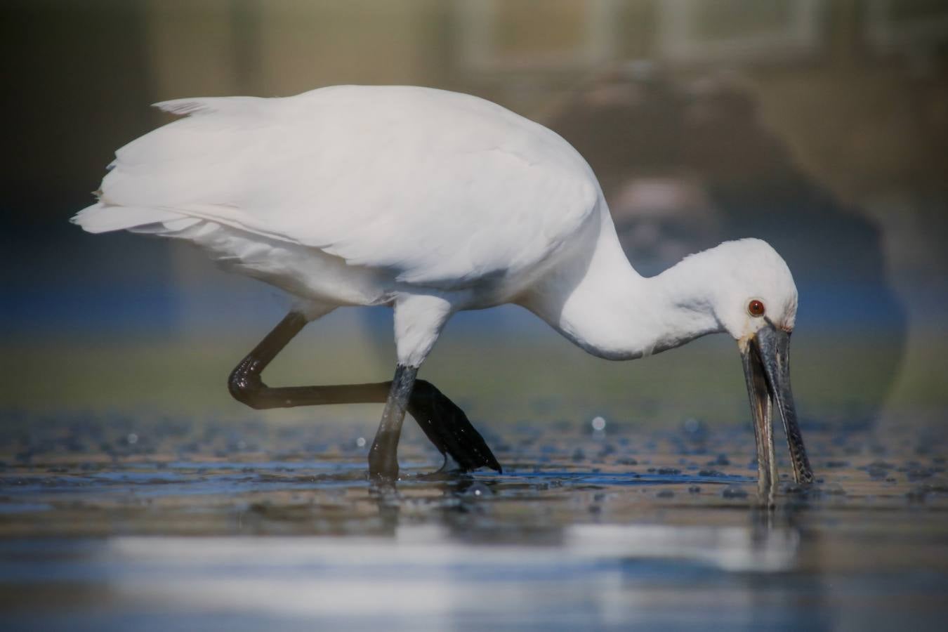 Del 21 de febrero hasta el 14 de marzo se expone, en el Ateneo de Cáceres, la muestra de fotografías titulada «Objetivo natural, los otros pobladores de la dehesa». Se trata de una muestra que ha recorrido otras ciudades de la geografía extremeña.