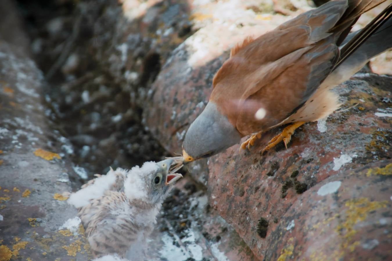 Del 21 de febrero hasta el 14 de marzo se expone, en el Ateneo de Cáceres, la muestra de fotografías titulada «Objetivo natural, los otros pobladores de la dehesa». Se trata de una muestra que ha recorrido otras ciudades de la geografía extremeña.