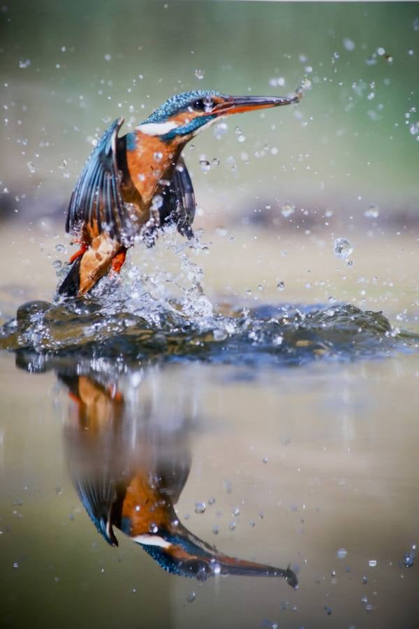 Del 21 de febrero hasta el 14 de marzo se expone, en el Ateneo de Cáceres, la muestra de fotografías titulada «Objetivo natural, los otros pobladores de la dehesa». Se trata de una muestra que ha recorrido otras ciudades de la geografía extremeña.