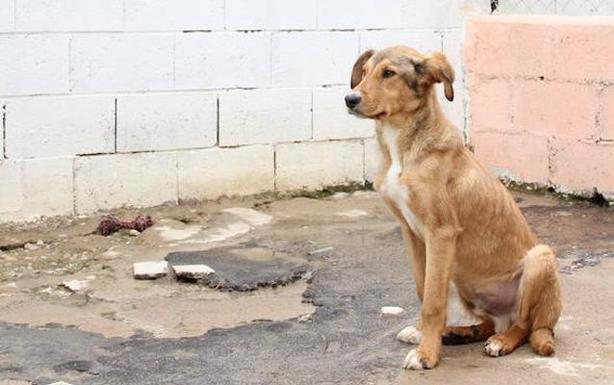 «Solo pedimos un espacio para los animales de Zafra»