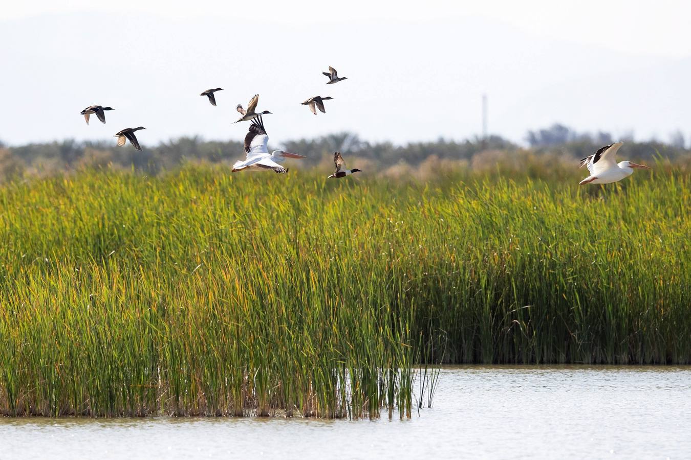 El Lago Salton, poco profundo y salino, es el lago más grande de California, donde miles de aves migratorias utilizan sus orillas y aguas para reponer fuerzas y descansar. A medida que el lago se contamina más y se reduce por el uso de la agricultura y la sequía en los últimos años, la población de aves migratorias ha experimentado un descenso drástico.