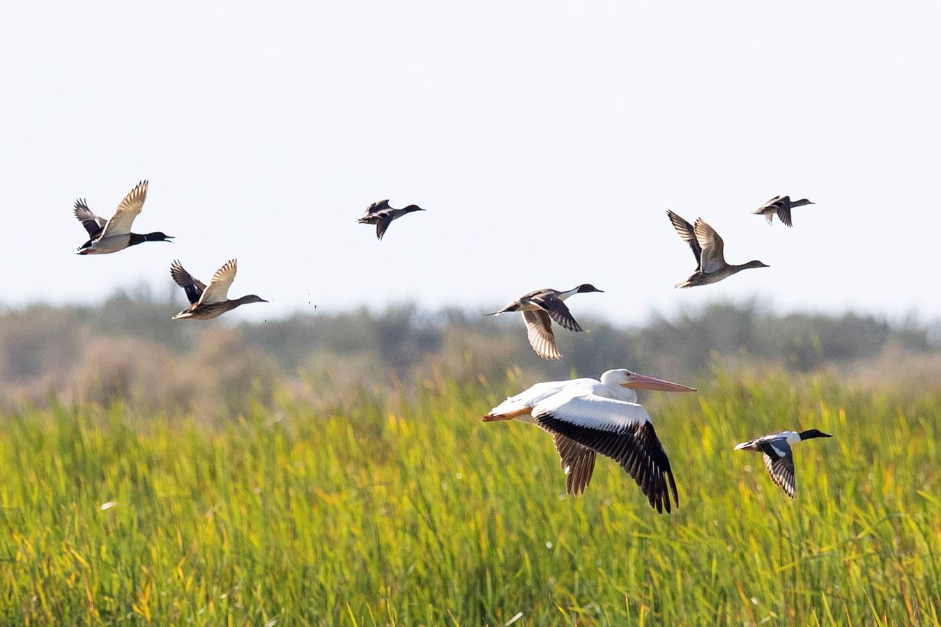El Lago Salton, poco profundo y salino, es el lago más grande de California, donde miles de aves migratorias utilizan sus orillas y aguas para reponer fuerzas y descansar. A medida que el lago se contamina más y se reduce por el uso de la agricultura y la sequía en los últimos años, la población de aves migratorias ha experimentado un descenso drástico.