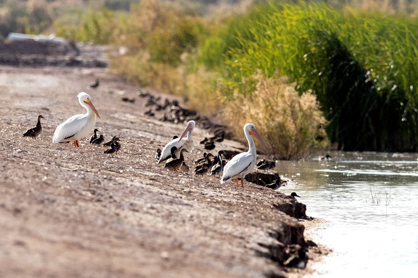 El Lago Salton, poco profundo y salino, es el lago más grande de California, donde miles de aves migratorias utilizan sus orillas y aguas para reponer fuerzas y descansar. A medida que el lago se contamina más y se reduce por el uso de la agricultura y la sequía en los últimos años, la población de aves migratorias ha experimentado un descenso drástico.