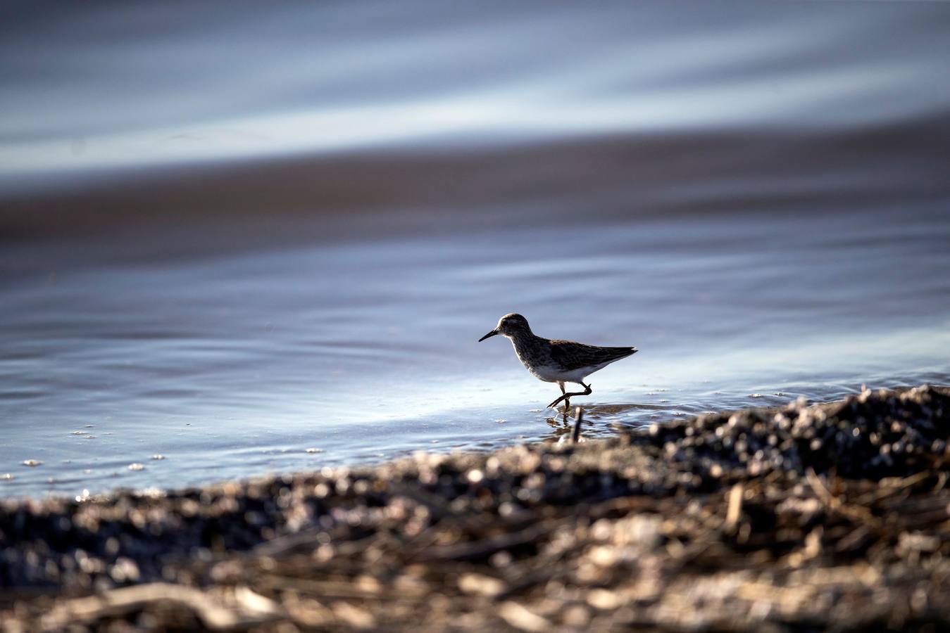 El Lago Salton, poco profundo y salino, es el lago más grande de California, donde miles de aves migratorias utilizan sus orillas y aguas para reponer fuerzas y descansar. A medida que el lago se contamina más y se reduce por el uso de la agricultura y la sequía en los últimos años, la población de aves migratorias ha experimentado un descenso drástico.