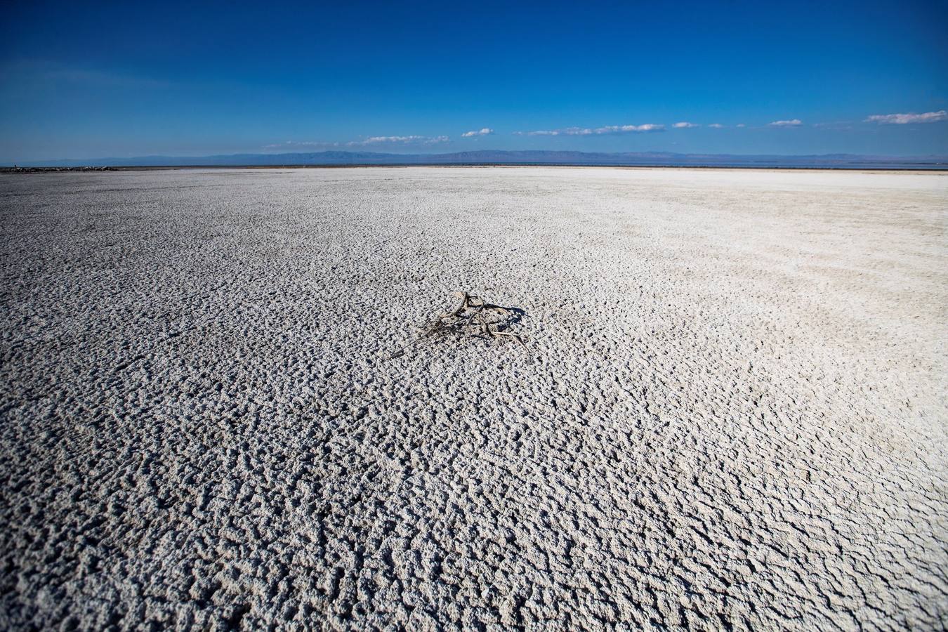 El Lago Salton, poco profundo y salino, es el lago más grande de California, donde miles de aves migratorias utilizan sus orillas y aguas para reponer fuerzas y descansar. A medida que el lago se contamina más y se reduce por el uso de la agricultura y la sequía en los últimos años, la población de aves migratorias ha experimentado un descenso drástico.