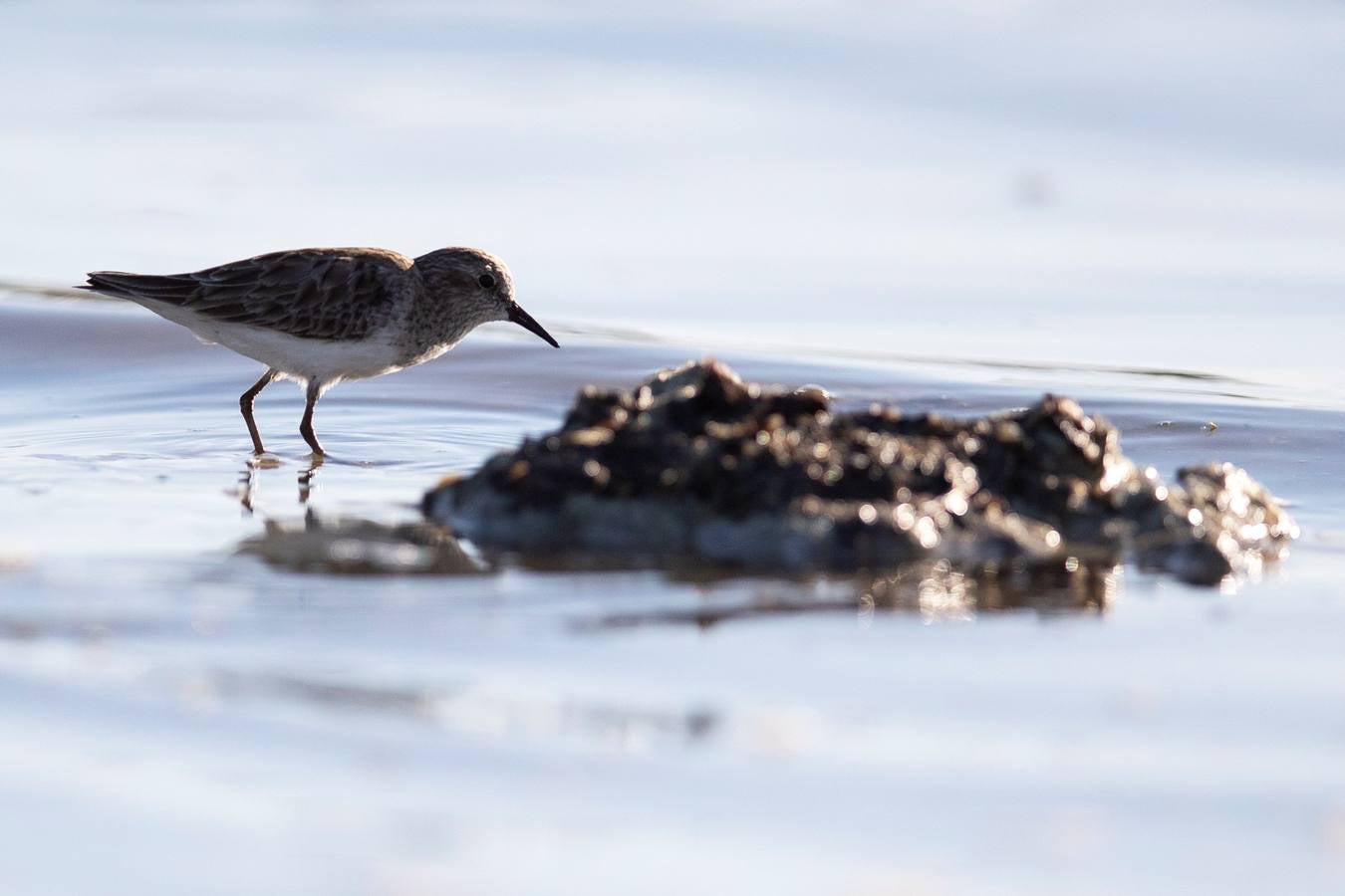 El Lago Salton, poco profundo y salino, es el lago más grande de California, donde miles de aves migratorias utilizan sus orillas y aguas para reponer fuerzas y descansar. A medida que el lago se contamina más y se reduce por el uso de la agricultura y la sequía en los últimos años, la población de aves migratorias ha experimentado un descenso drástico.