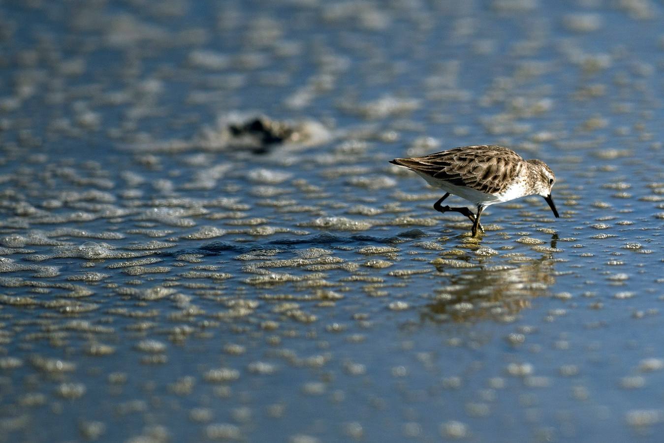 El Lago Salton, poco profundo y salino, es el lago más grande de California, donde miles de aves migratorias utilizan sus orillas y aguas para reponer fuerzas y descansar. A medida que el lago se contamina más y se reduce por el uso de la agricultura y la sequía en los últimos años, la población de aves migratorias ha experimentado un descenso drástico.