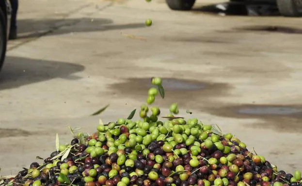 Montón de aceitunas recién recogidas en olivares del norte de Cáceres.