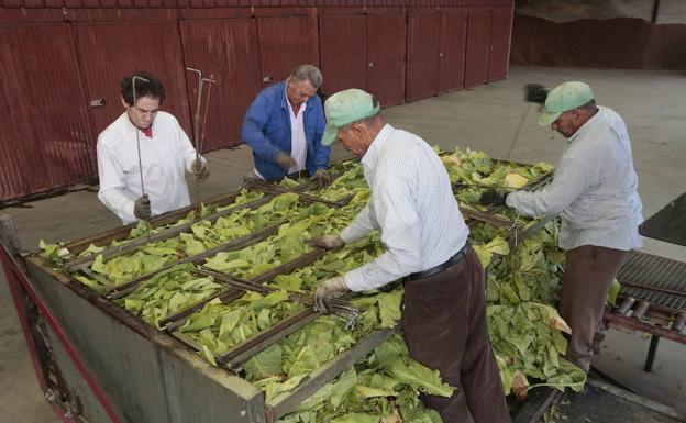 Cerca de 3.400 personas trabajan en los cultivos de tabaco de Extremadura, que concentra el 97% de la producción nacional:: ANDY SOLÉ