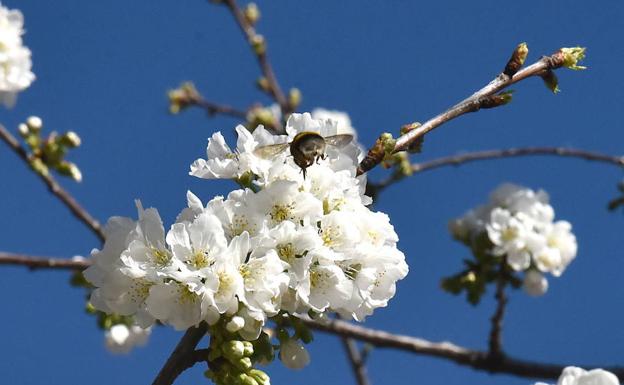 Cerezo en flor esta primavera en el Valle del Jerte:: 