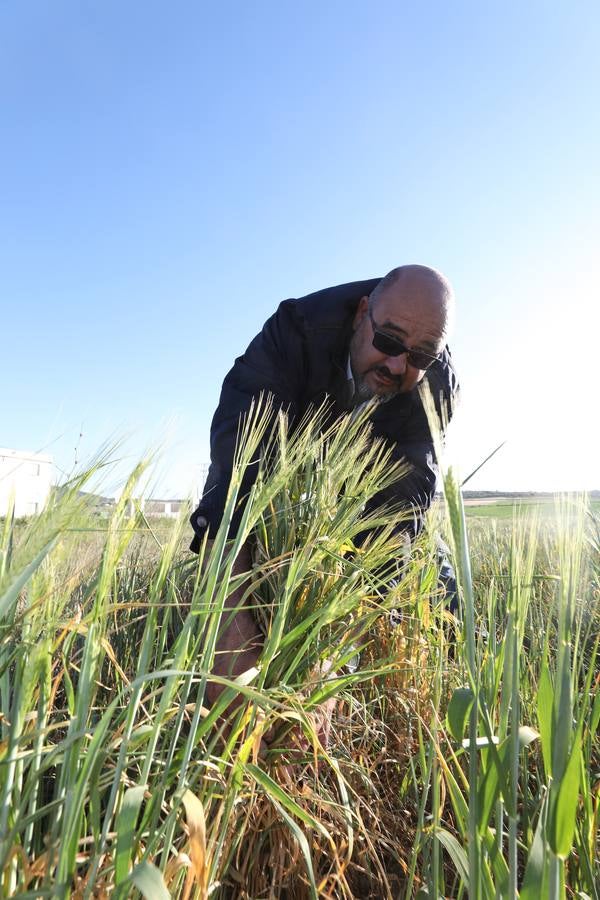La falta de agua hace peligar el cereal en la región