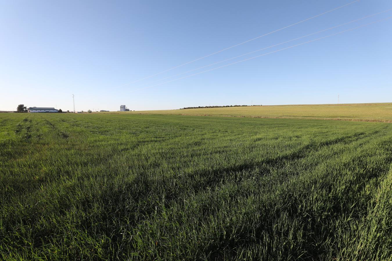 La falta de agua hace peligar el cereal en la región