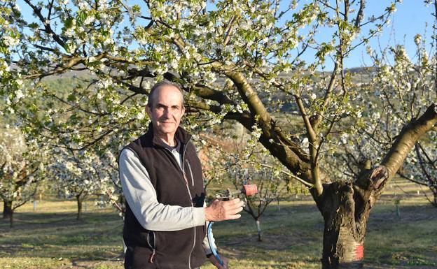 José María Gradilla (66 años) gestiona una hectárea de cerezos en Rebollar. ::