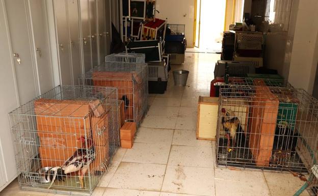 La Guardia Civil no descarta más intervenciones contra las peleas de gallos