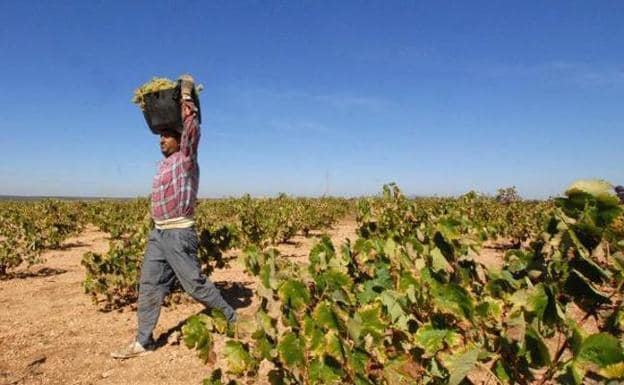 Apag califica de «parche» la nueva orden de reestructuración del viñedo