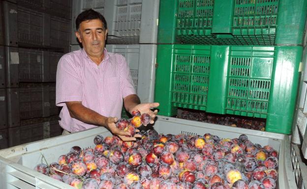 La producción de fruta de hueso será de 280.000 toneladas en la región, por debajo de su potencial