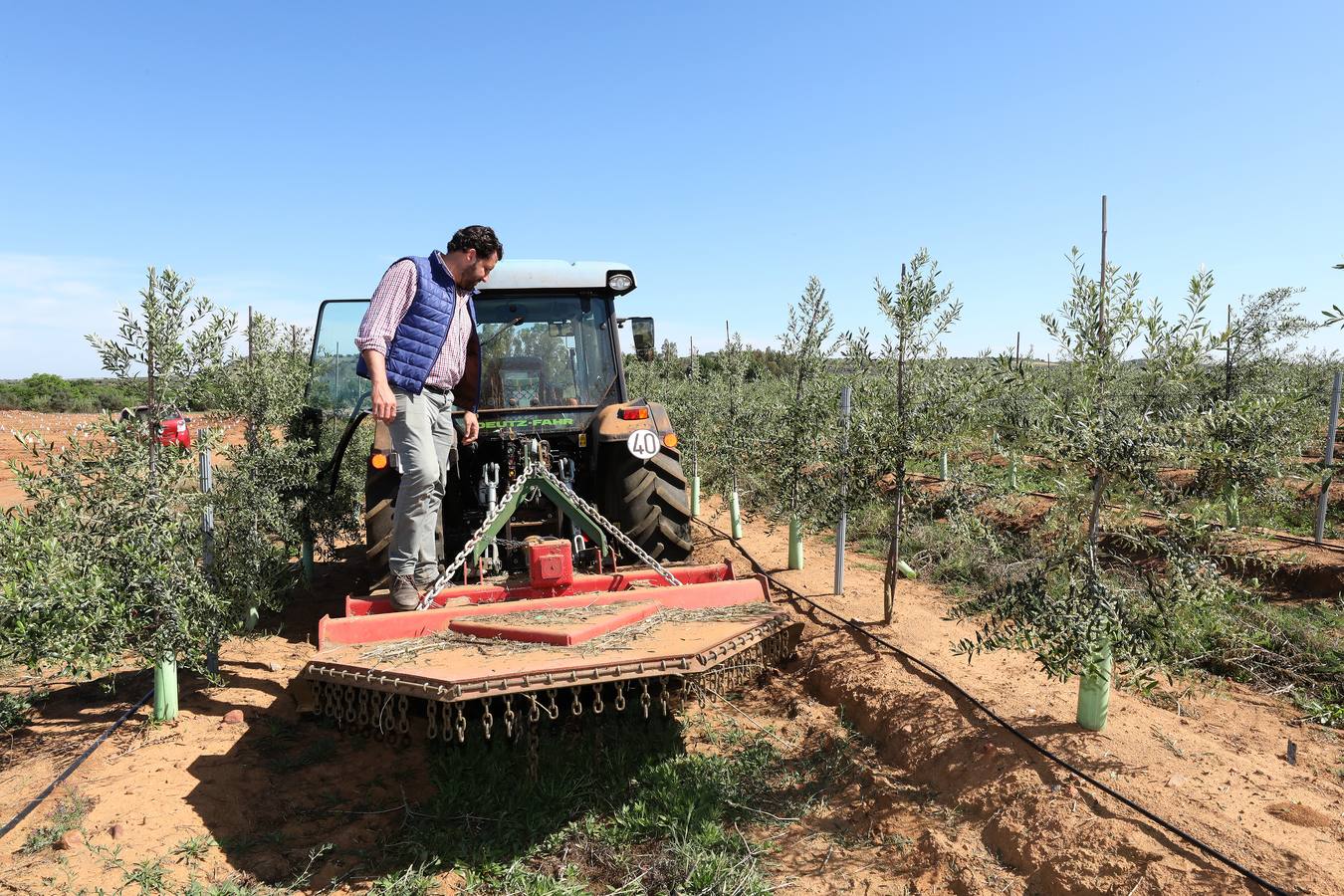 Los últimos datos oficiales hablan de 22.800 hectáreas, casi todas en parcelas donde antes se sembraban frutales, maíz o tomate.