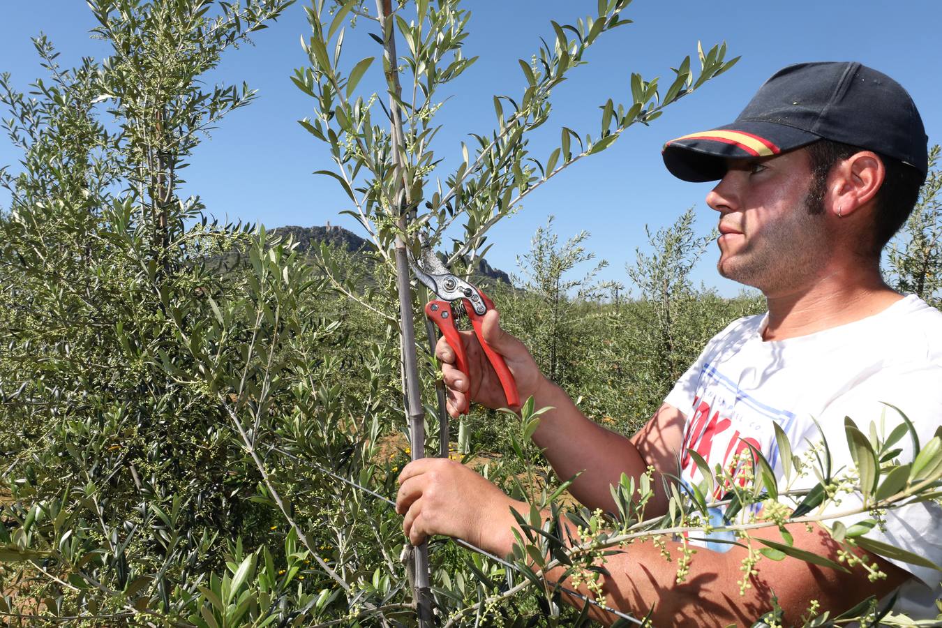 Los últimos datos oficiales hablan de 22.800 hectáreas, casi todas en parcelas donde antes se sembraban frutales, maíz o tomate.