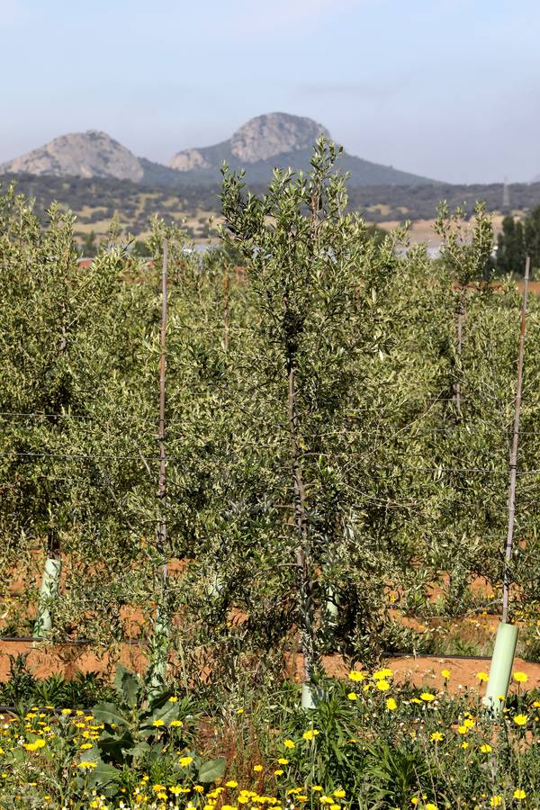 Los últimos datos oficiales hablan de 22.800 hectáreas, casi todas en parcelas donde antes se sembraban frutales, maíz o tomate.