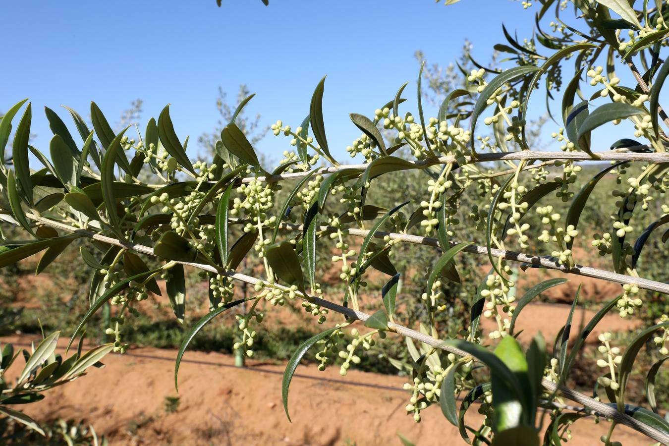 Los últimos datos oficiales hablan de 22.800 hectáreas, casi todas en parcelas donde antes se sembraban frutales, maíz o tomate.