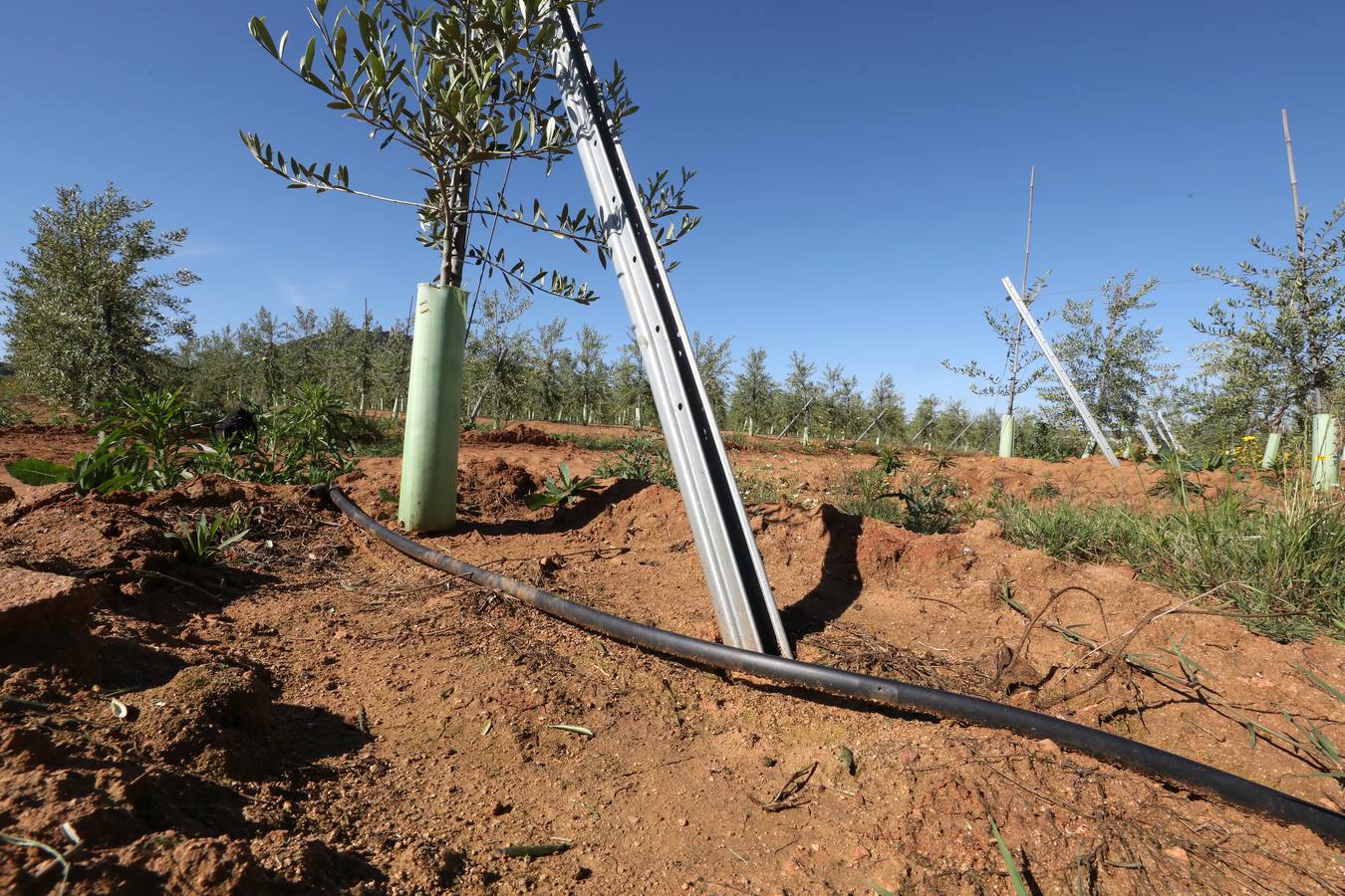 Los últimos datos oficiales hablan de 22.800 hectáreas, casi todas en parcelas donde antes se sembraban frutales, maíz o tomate.