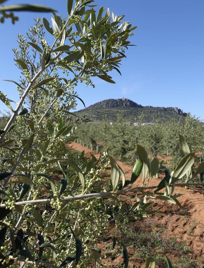 Los últimos datos oficiales hablan de 22.800 hectáreas, casi todas en parcelas donde antes se sembraban frutales, maíz o tomate.