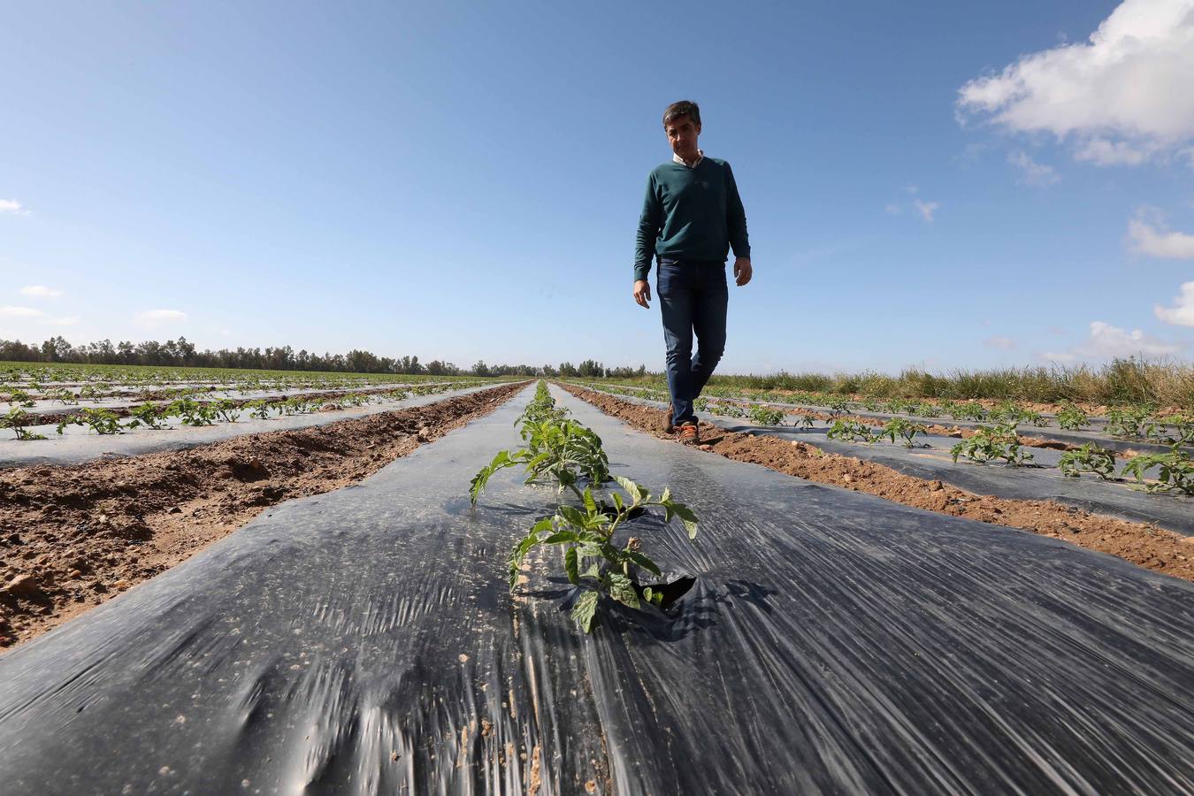 Con Enviroplast los agricultores se benefician de las bondades del acolchado pero sin dejar ningún residuo en la tierra