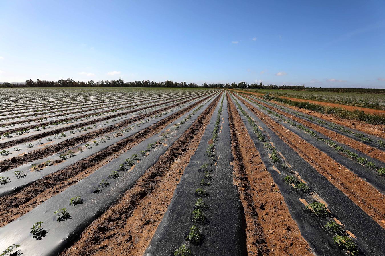 Con Enviroplast los agricultores se benefician de las bondades del acolchado pero sin dejar ningún residuo en la tierra