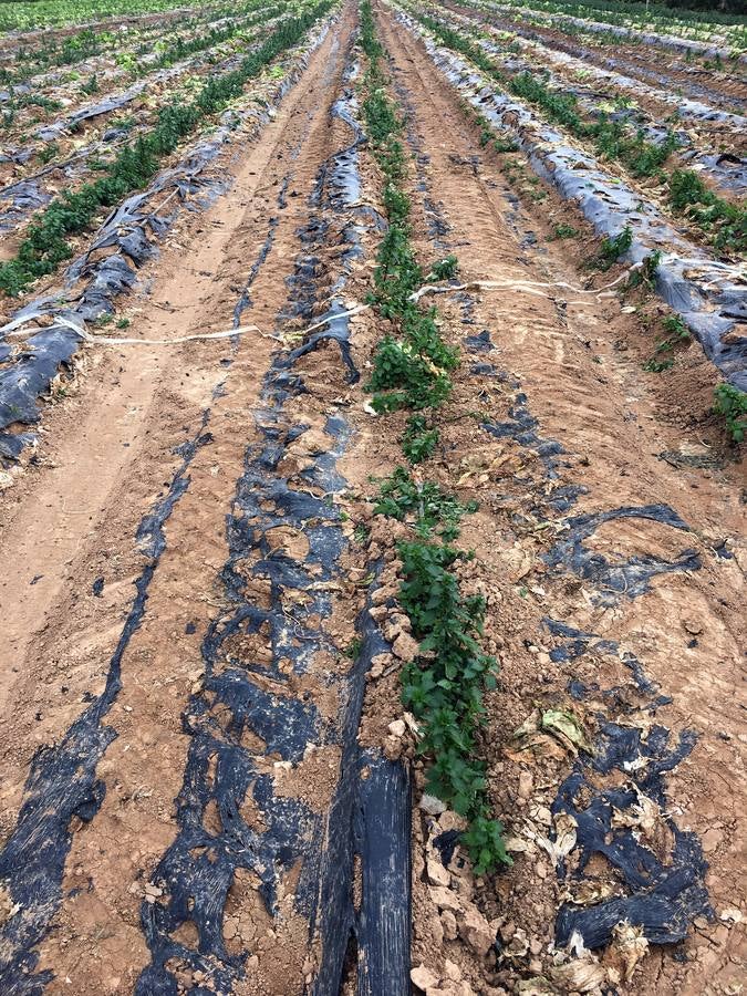 Con Enviroplast los agricultores se benefician de las bondades del acolchado pero sin dejar ningún residuo en la tierra