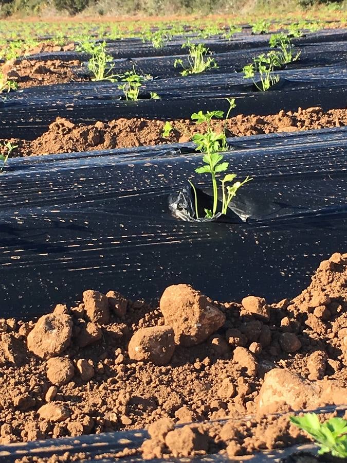 Con Enviroplast los agricultores se benefician de las bondades del acolchado pero sin dejar ningún residuo en la tierra