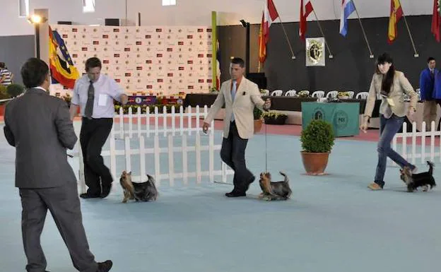 Una exposición canina en Badajoz reúne a un millar de perros de múltiples países
