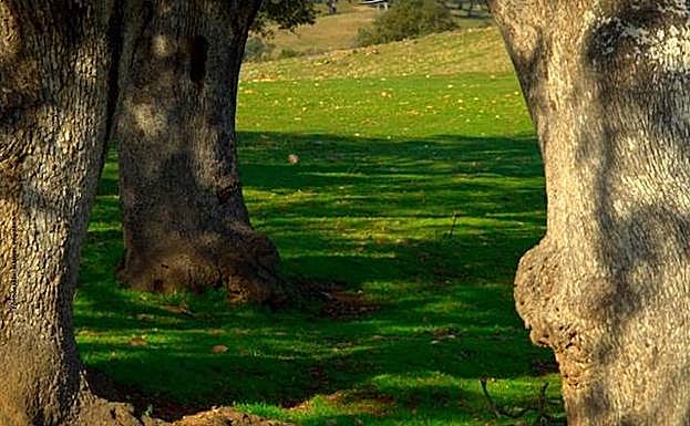 La Feria de la Dehesa de Oliva de la Frontera potenciará el desarrollo sostenible de este ecosistema