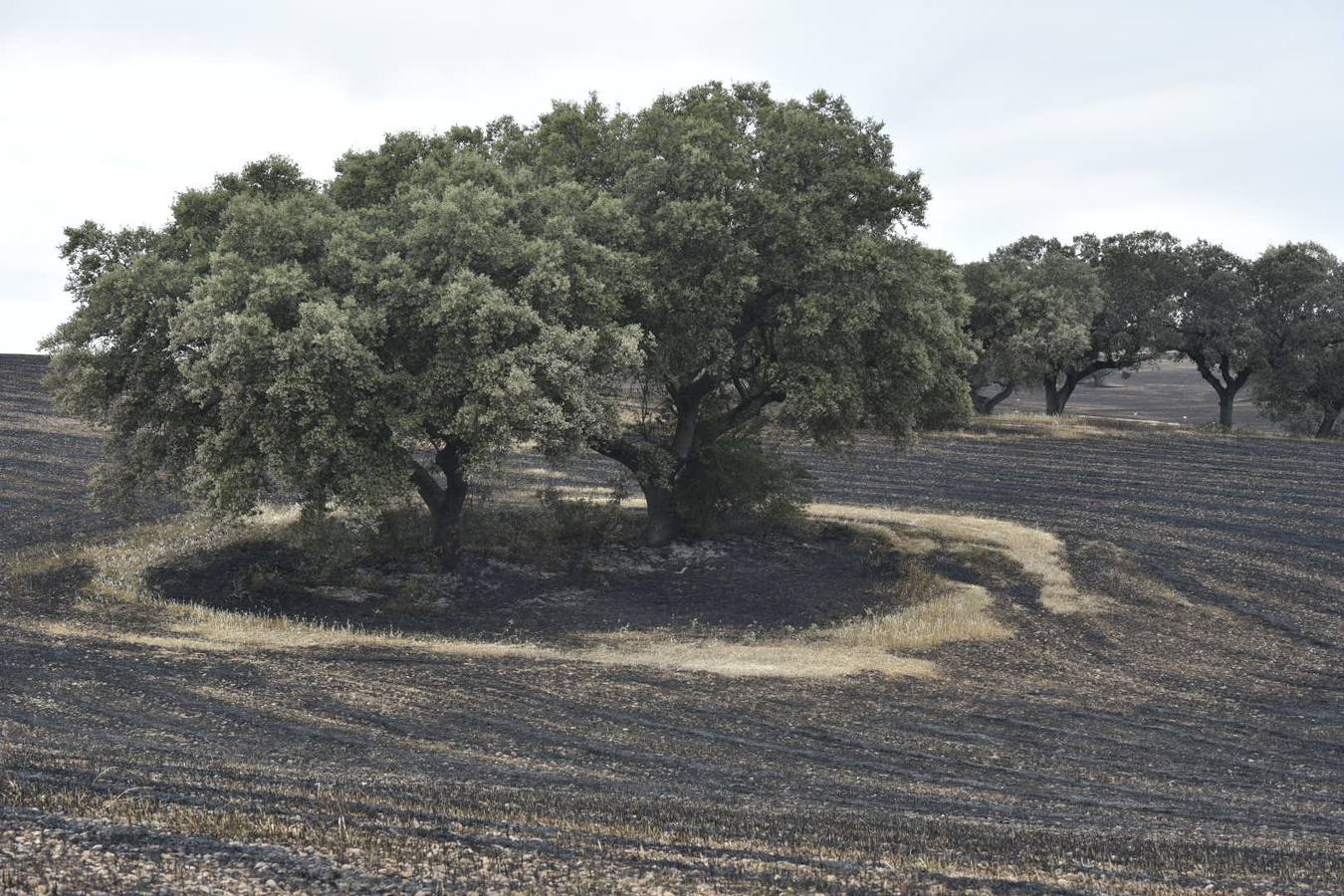 El fuego ha comenzado entre la Dehesilla del Calamón y el antiguo cuartel de Sancha Brava, pero se ha extendido con rapidez debido al viento llegando a aproximarse a algunas casas 