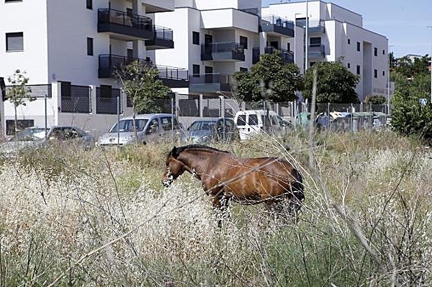 Vista de los terrenos que salen a subasta y que se han valorado en 1,88 millones de euros. :: HOY
