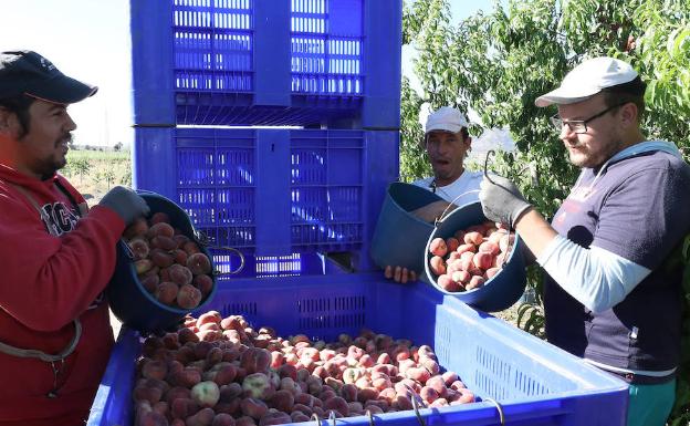 Recolección de fruta, paraguayos, en una finca de Mérida ayer por la mañana. 