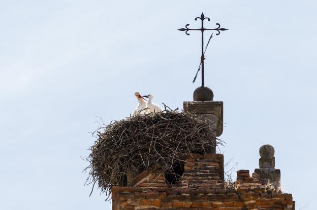 Cigüeñas blancas, ayer en su nido de la Catedral vieja . :: andy solé
