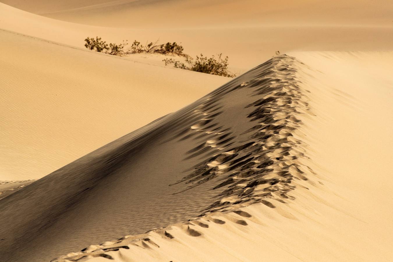 Imagen que muestra un camino de huellas en las dunas de Mesquite
