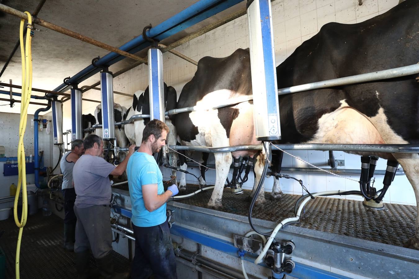 Fotos: El vacuno de leche resiste y siguen activas un centenar de explotaciones en la región