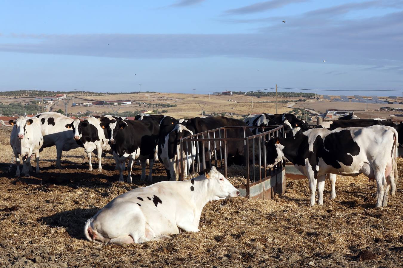 Fotos: El vacuno de leche resiste y siguen activas un centenar de explotaciones en la región