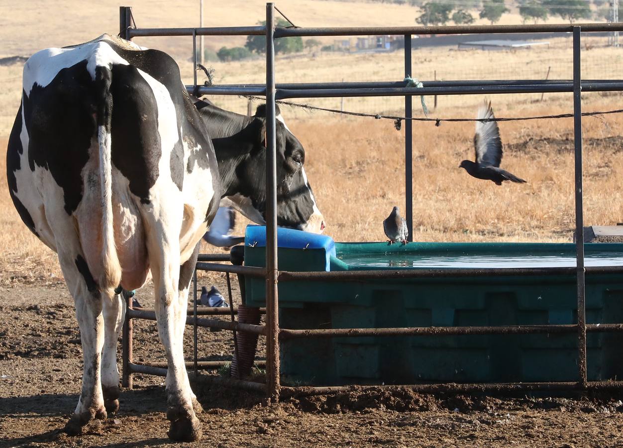 Fotos: El vacuno de leche resiste y siguen activas un centenar de explotaciones en la región