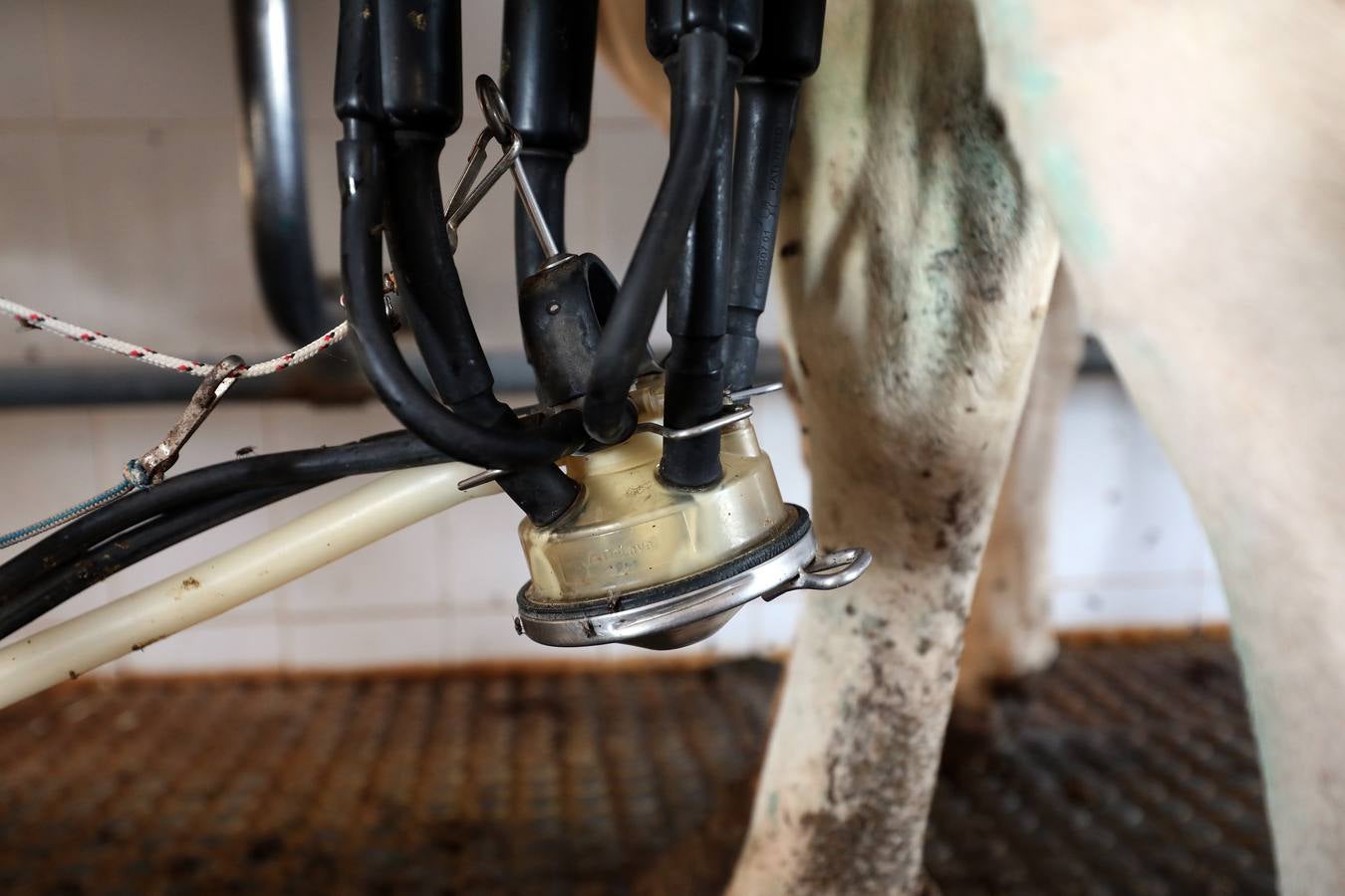 Fotos: El vacuno de leche resiste y siguen activas un centenar de explotaciones en la región