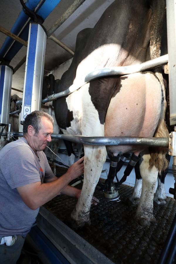 Fotos: El vacuno de leche resiste y siguen activas un centenar de explotaciones en la región