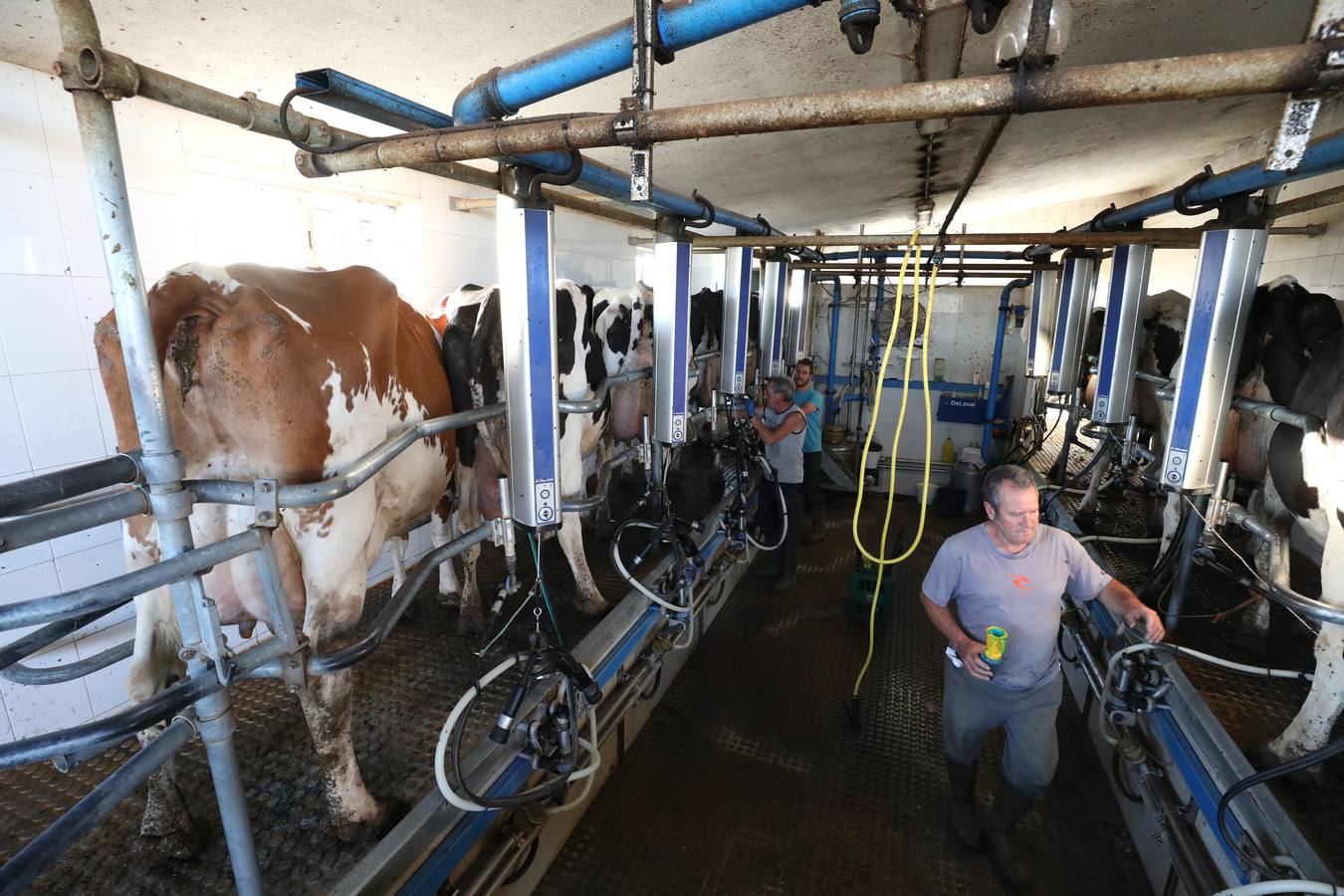 Fotos: El vacuno de leche resiste y siguen activas un centenar de explotaciones en la región