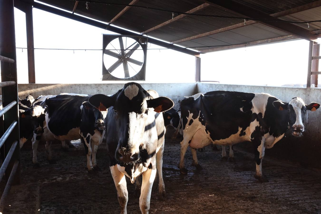 Fotos: El vacuno de leche resiste y siguen activas un centenar de explotaciones en la región