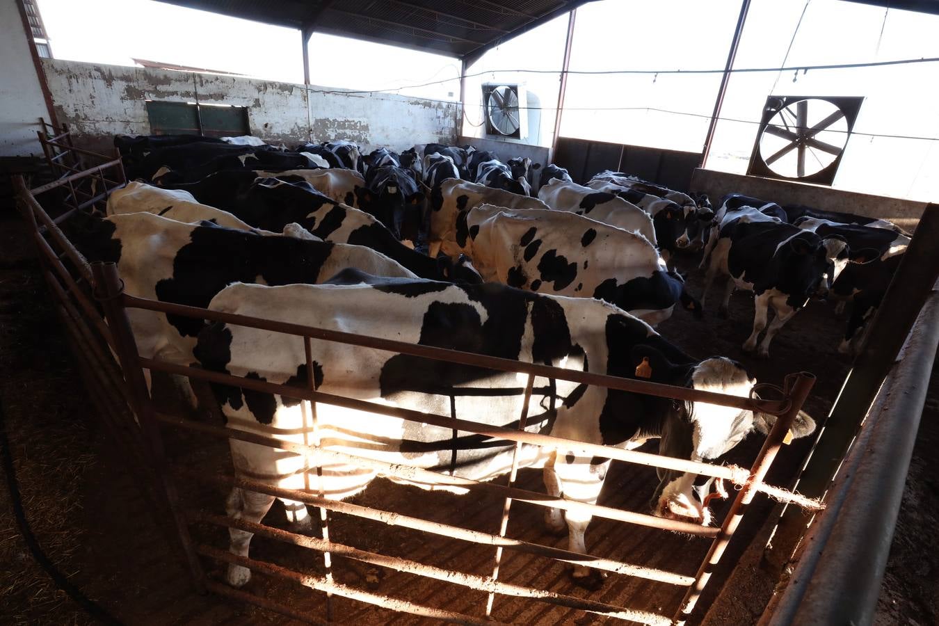 Fotos: El vacuno de leche resiste y siguen activas un centenar de explotaciones en la región