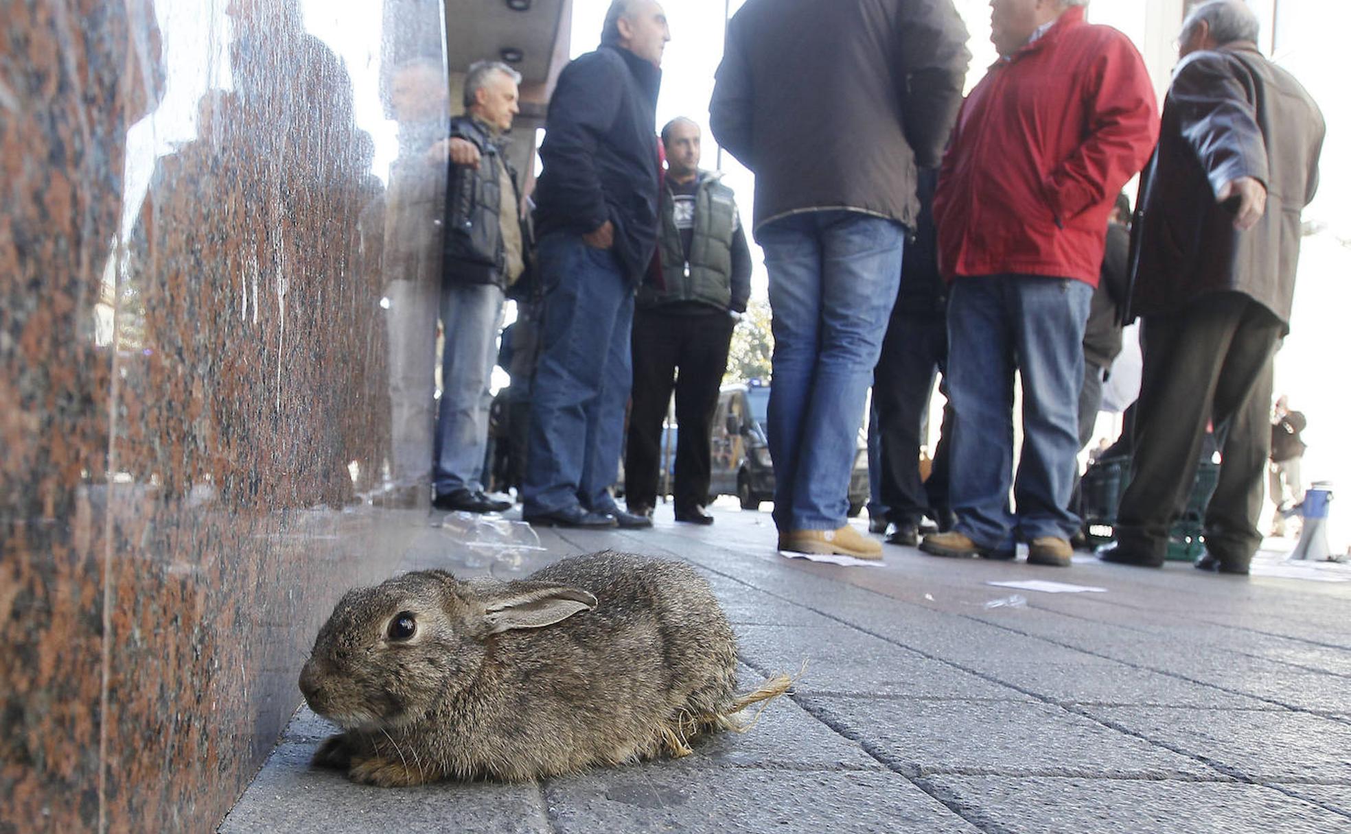 Adif deberá comprar 3.000 conejos para poblar la zona de monte por la que se extiende este tramo y otros 2.000 para alimentar las especies protegidas del entorno