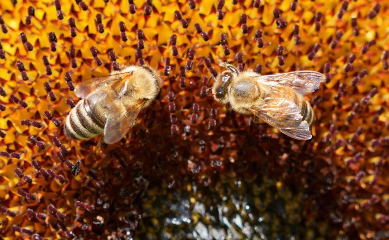 Dos abejas recolectan néctar