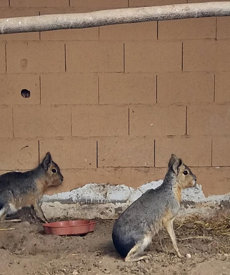 Fotos: Desmantelado un zoológico ilegal en Villafranca de los Barros