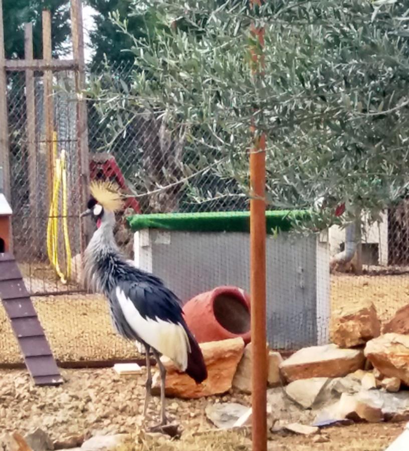 Fotos: Desmantelado un zoológico ilegal en Villafranca de los Barros